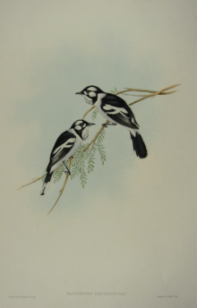 John Gould Birds of Australia